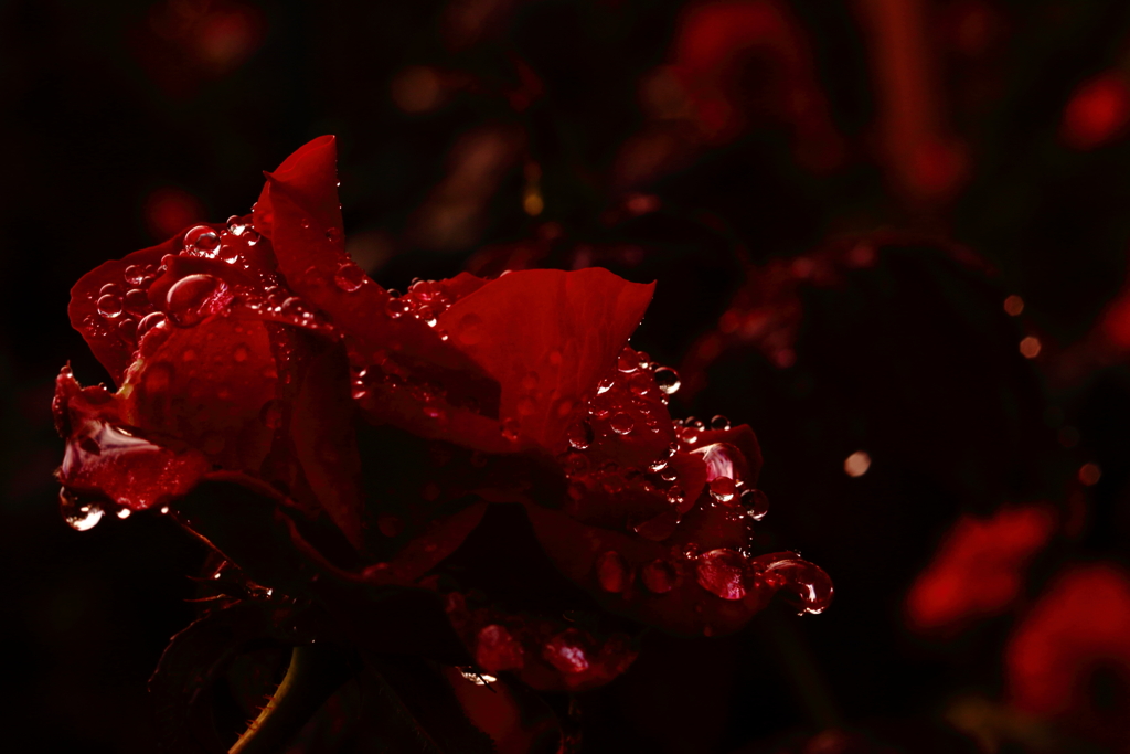 紅く輝く