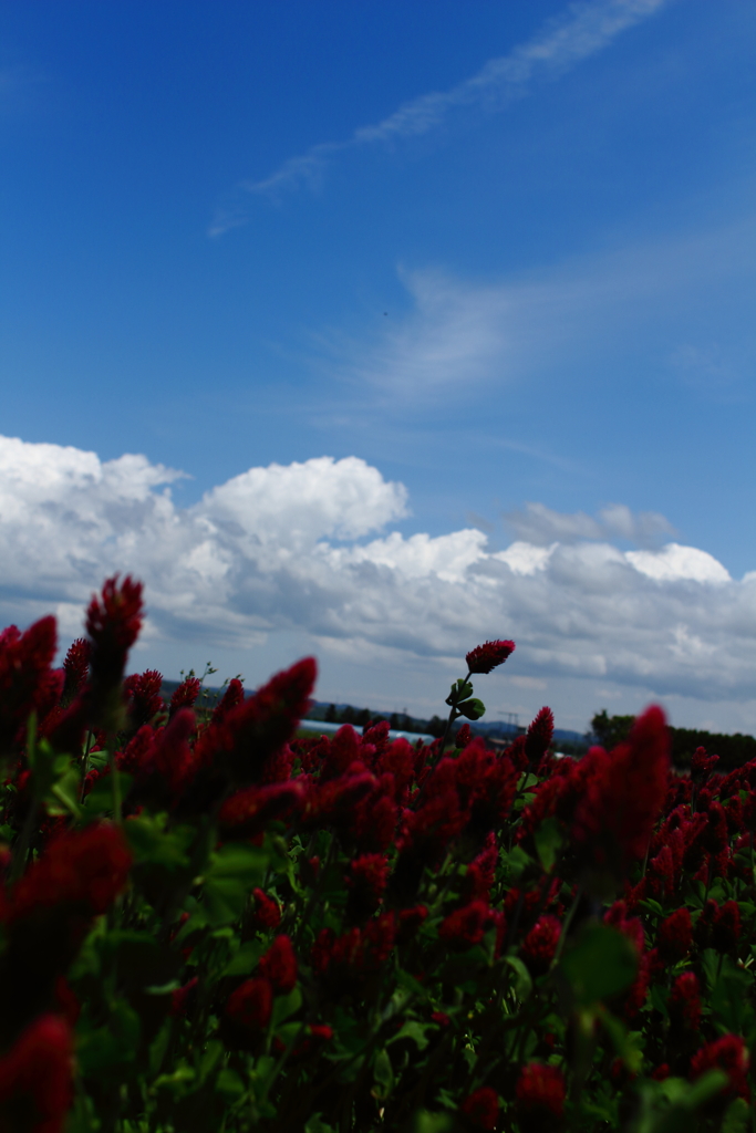 空と雲と君と