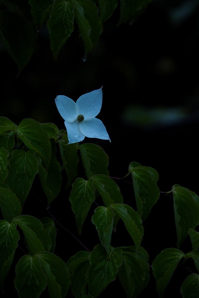 雨法師