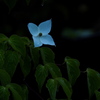 雨法師