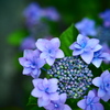 蒼く滲む
