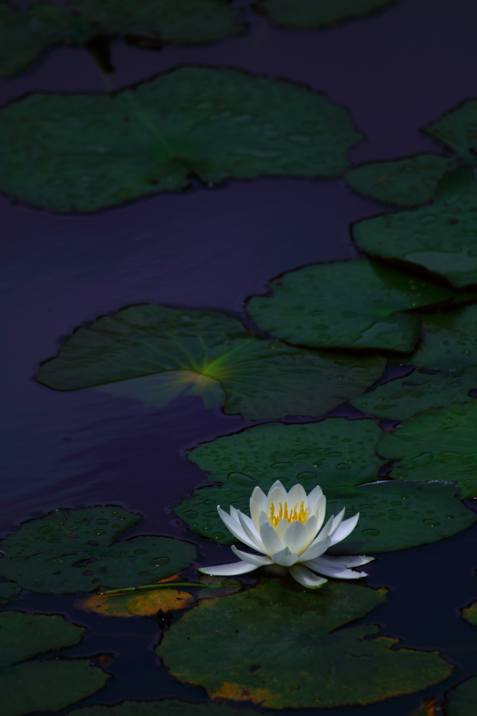 初夏の華