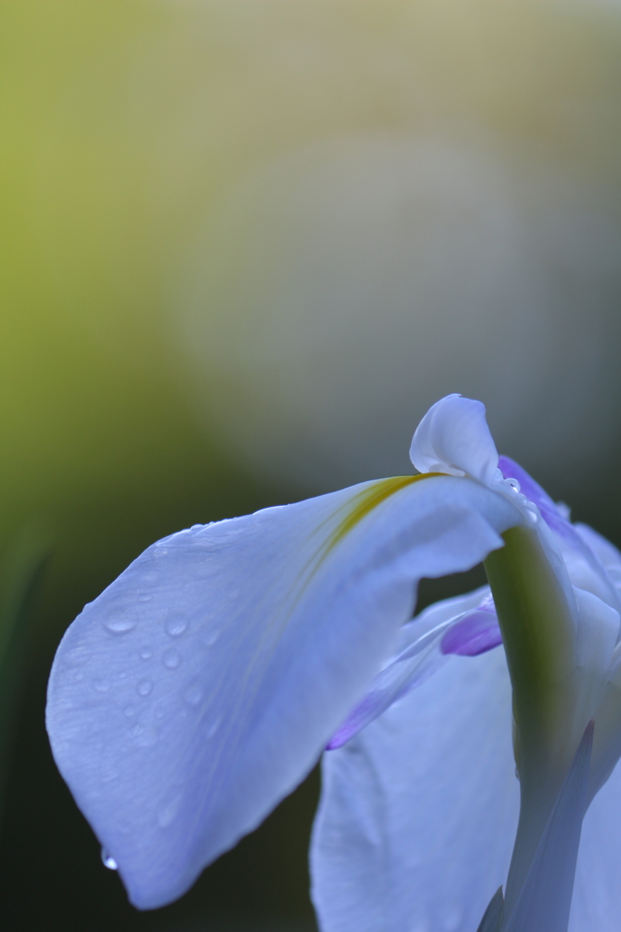 梅雨の唄