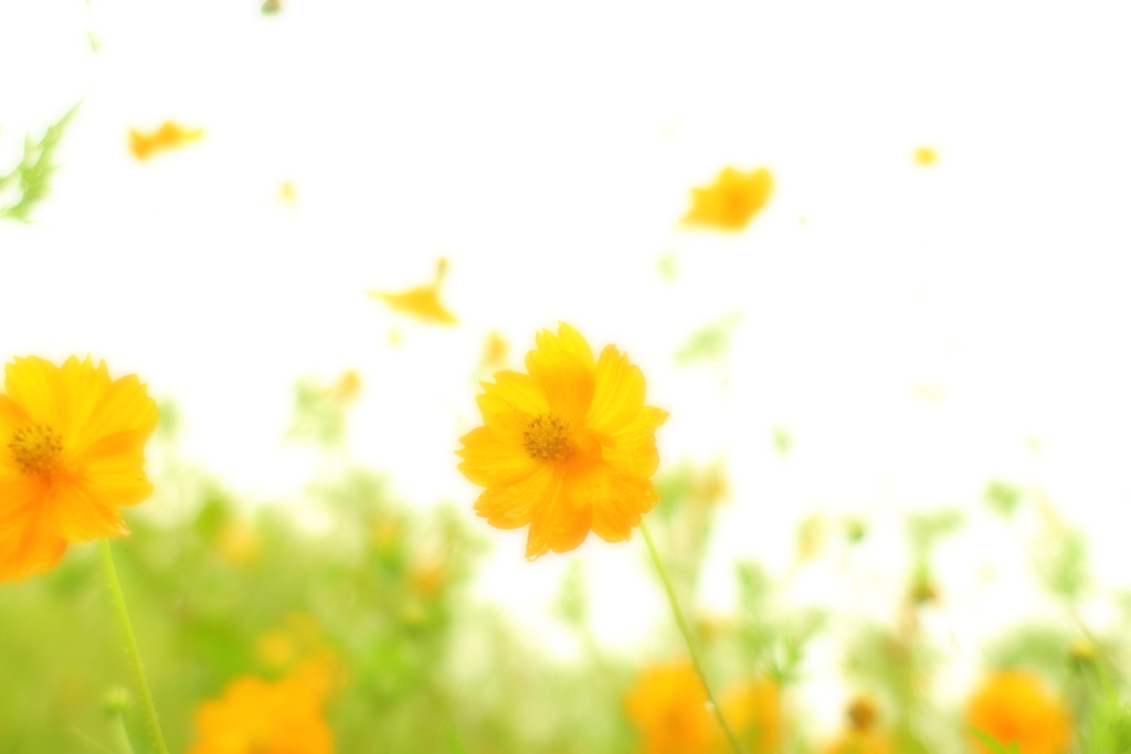 きいろい花達