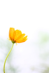 cosmos