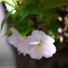 淑女