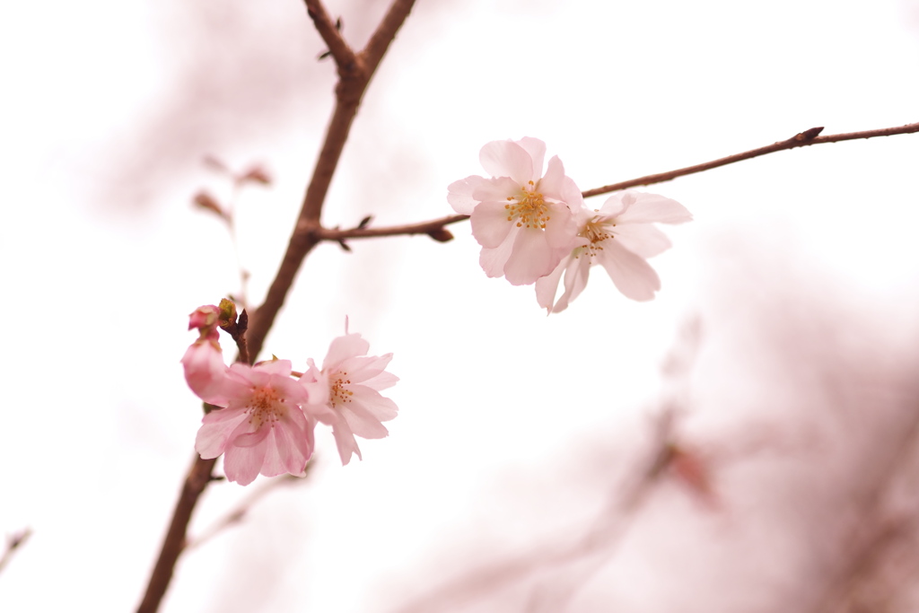 秋に咲く桜