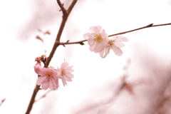 秋に咲く桜