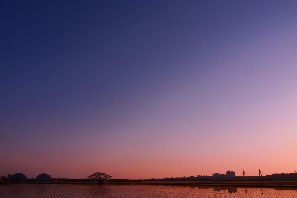 夕暮れの干拓地