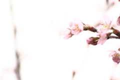 啓翁桜