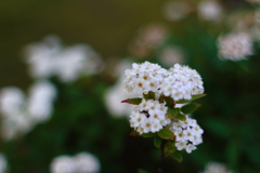 小さくて白い花