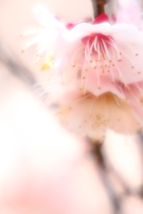 こころ