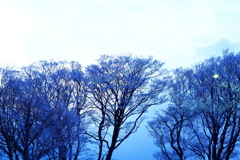 凍える樹