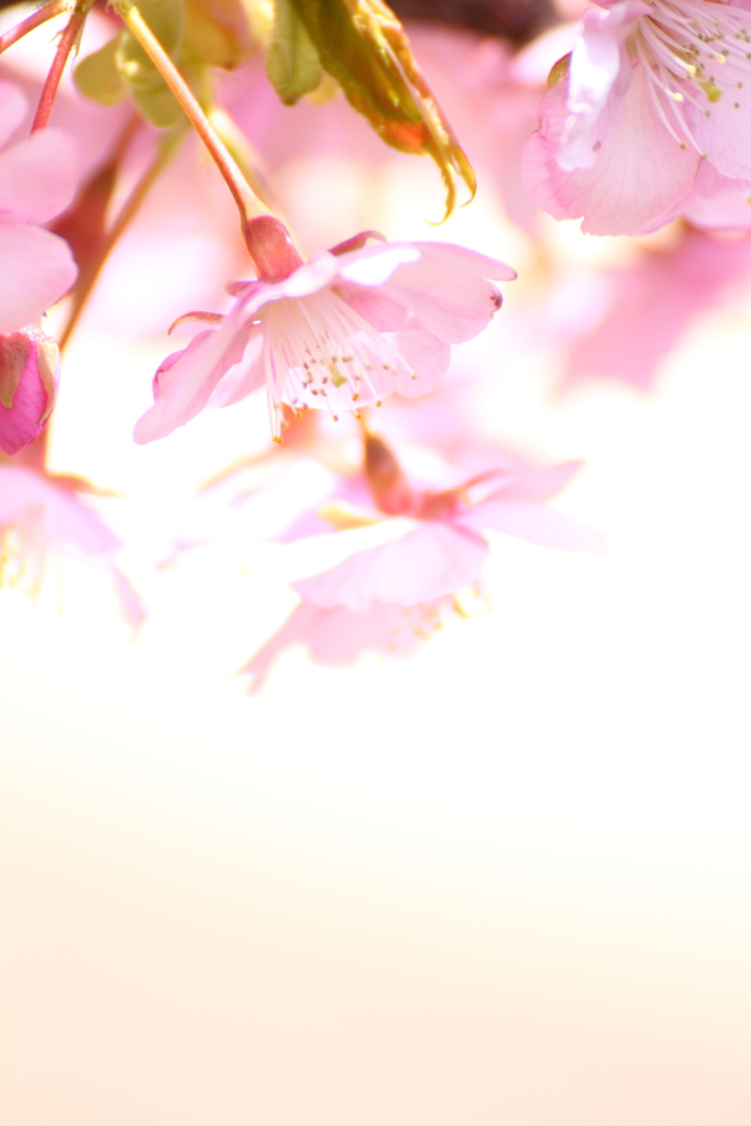 春らしい一日