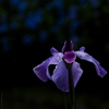 BLUE RAIN