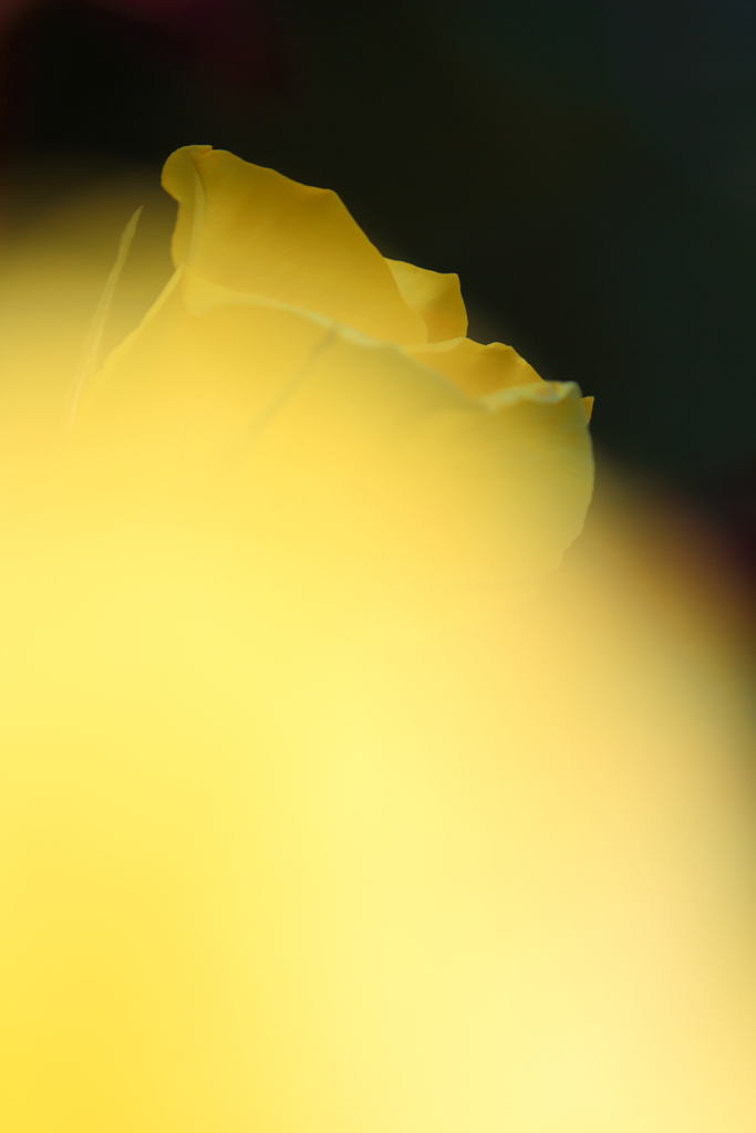 yellow mania
