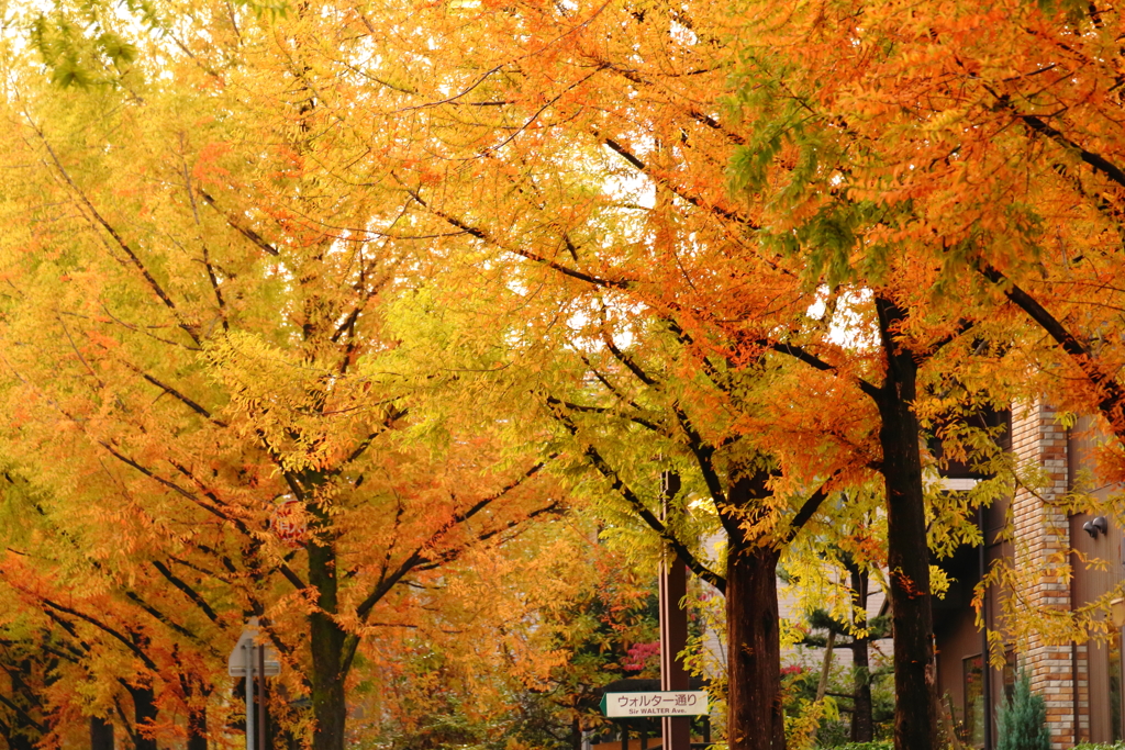 紅葉のウォルター通り