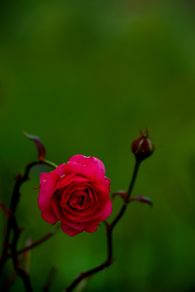 直径２５ｍｍ