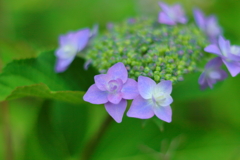 紫陽花②