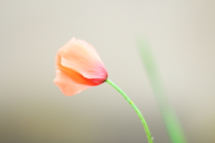 苦悩