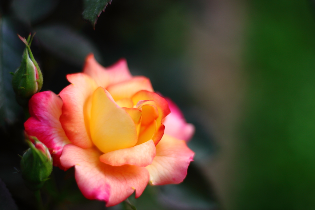 あなたに・・・