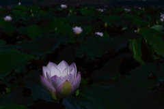 ふるさと ふるさと
