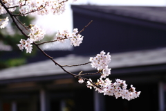 桜も市民芸術です！