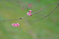 まるで春が来たみたい