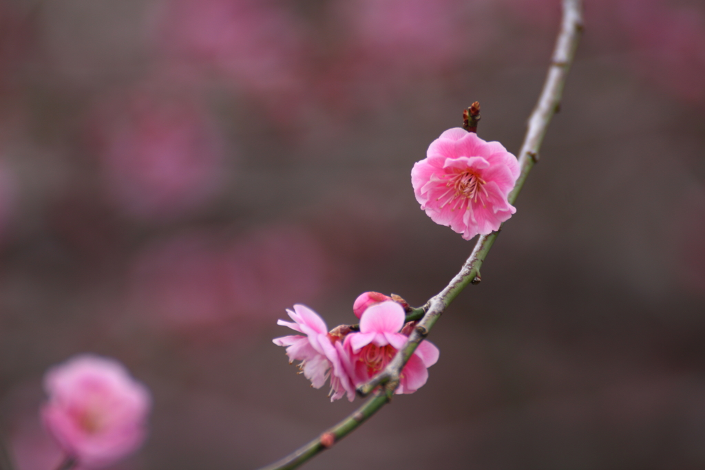 春のささやき