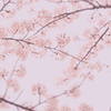 夢想花