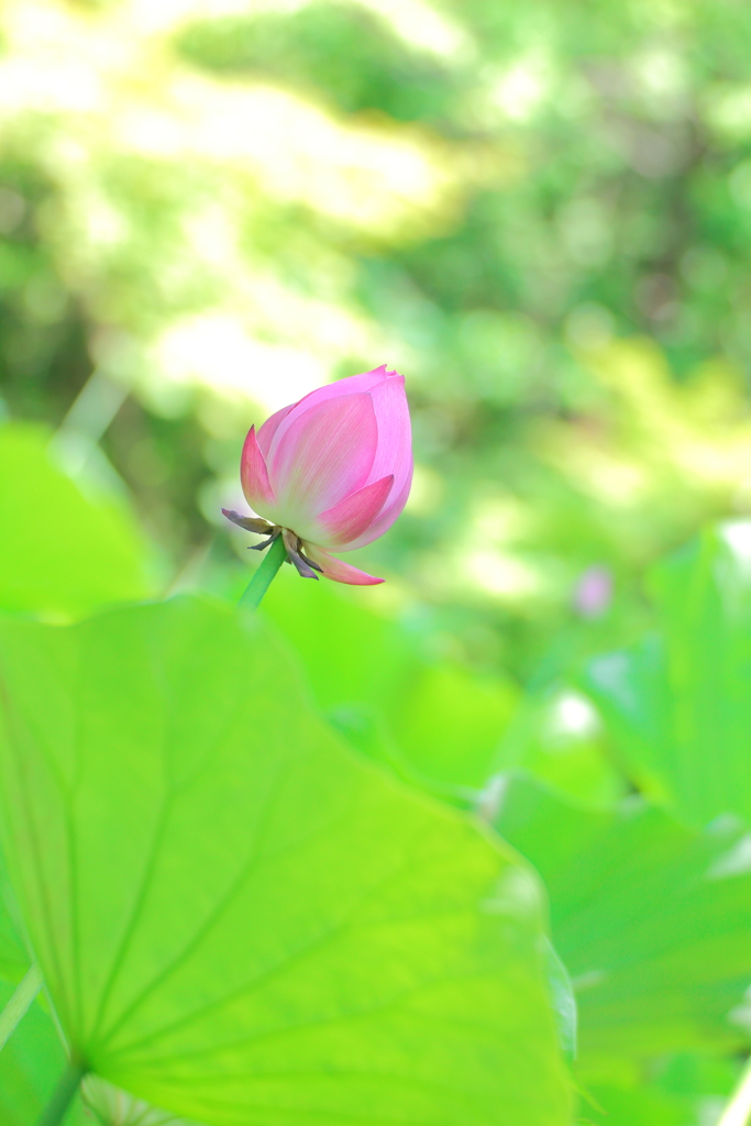 夏のかがやきの中で