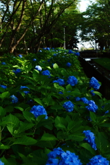 6月の風景