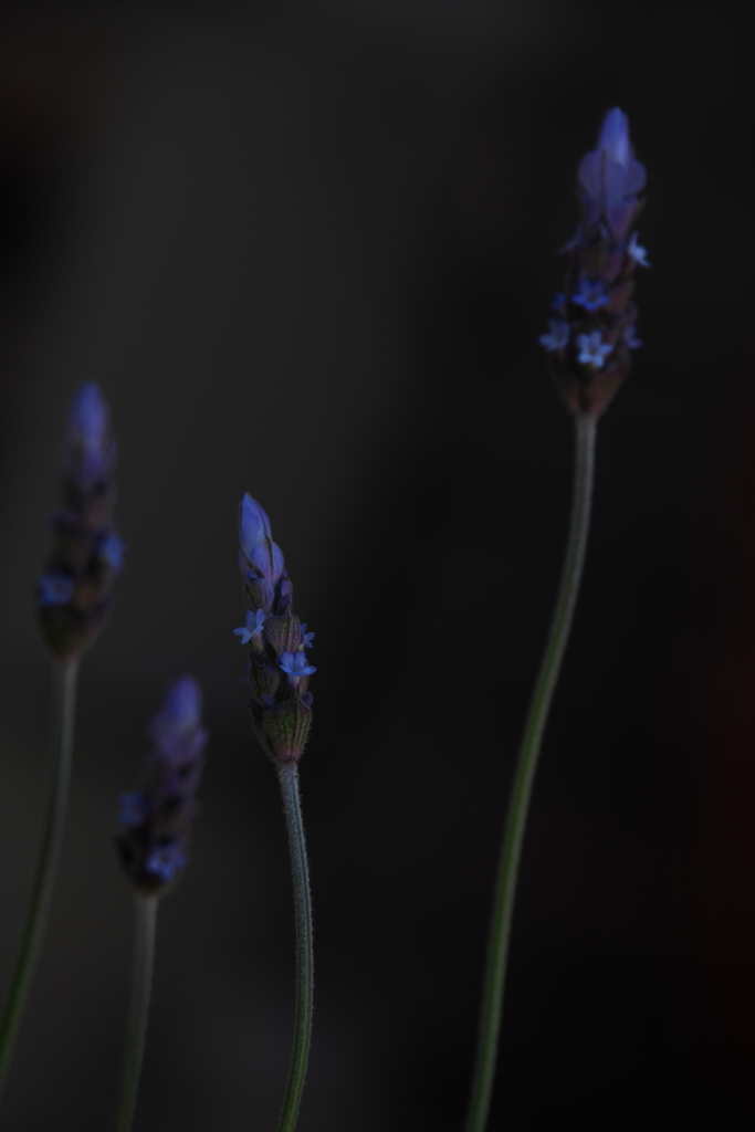 蒼い季節