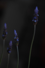 蒼い季節
