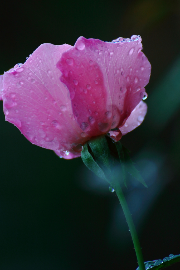 雨に唄う