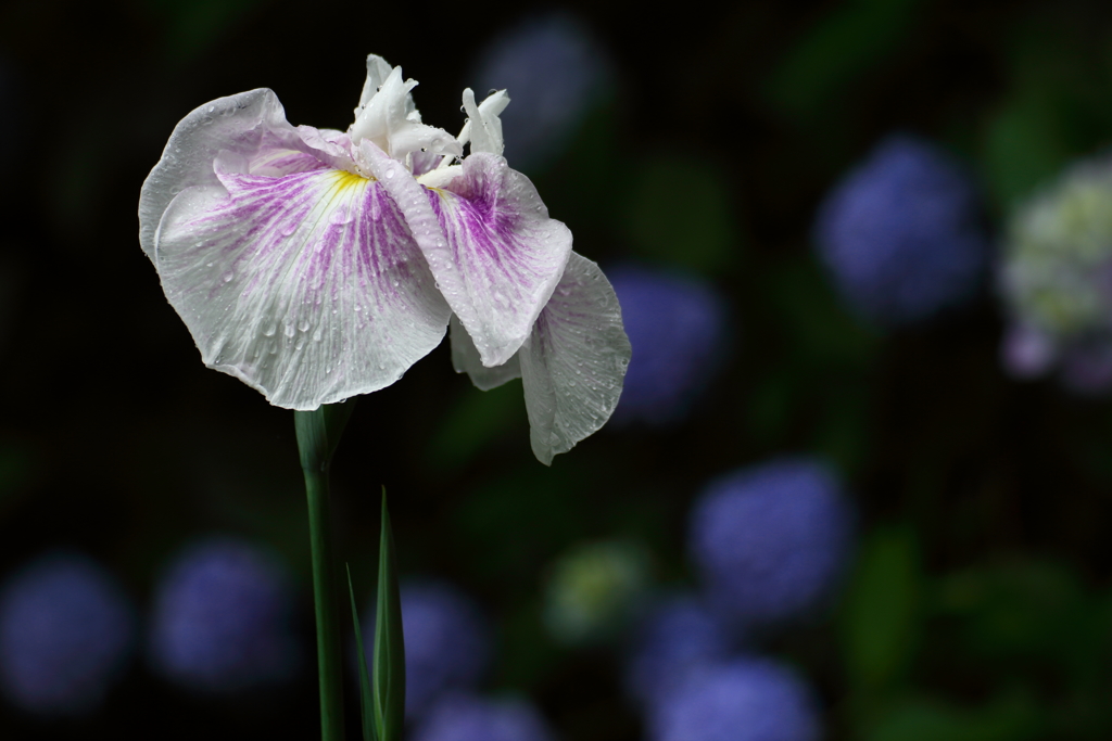 紫陽花をバックに