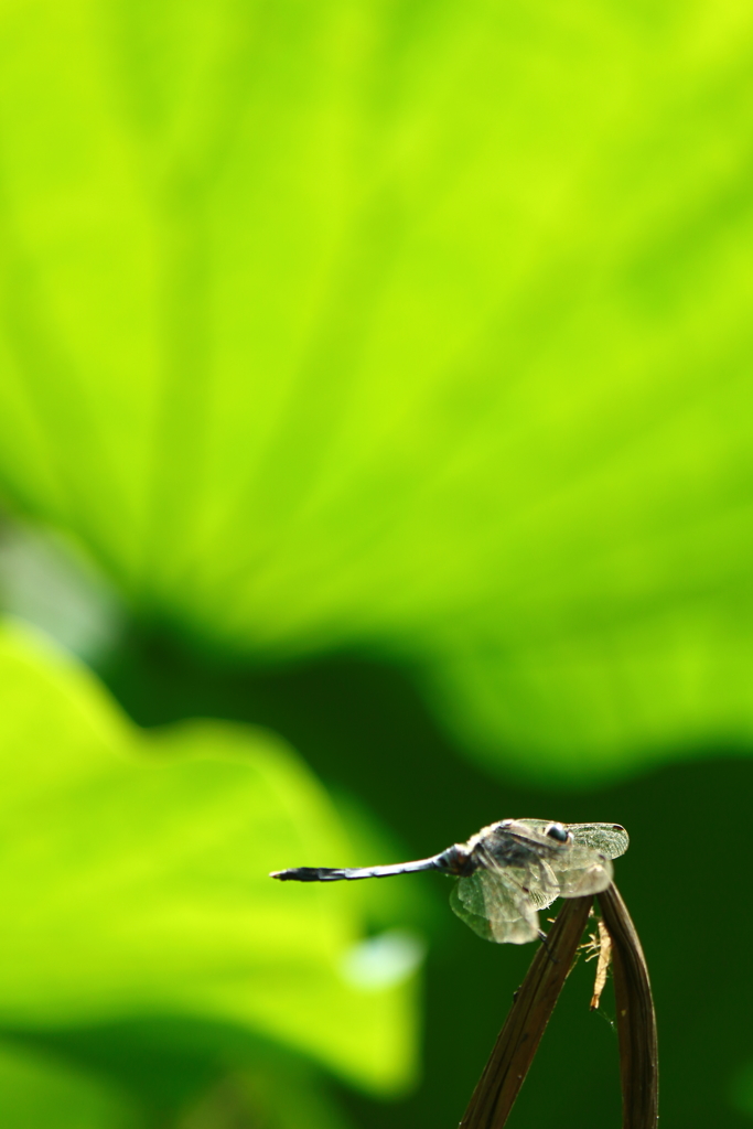 夏が終わるまでにⅡ