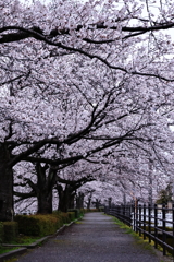 春の散歩道