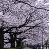 春の散歩道