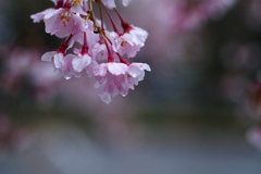 やさしい雨