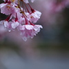 やさしい雨