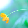 夏が終わるころ