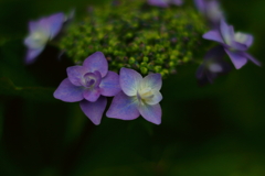 紫陽花①