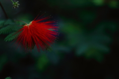 山野草展より①