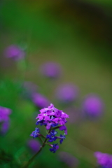 紫の花に誘われて