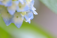 なめらかな花