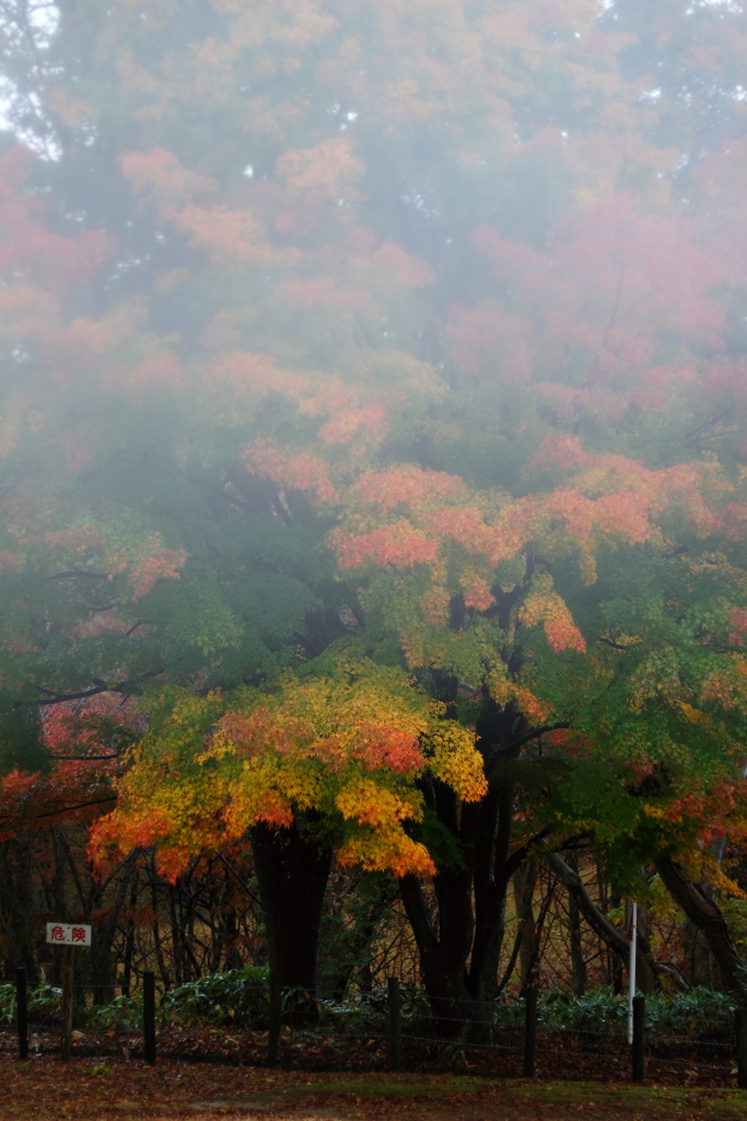 危険な光景