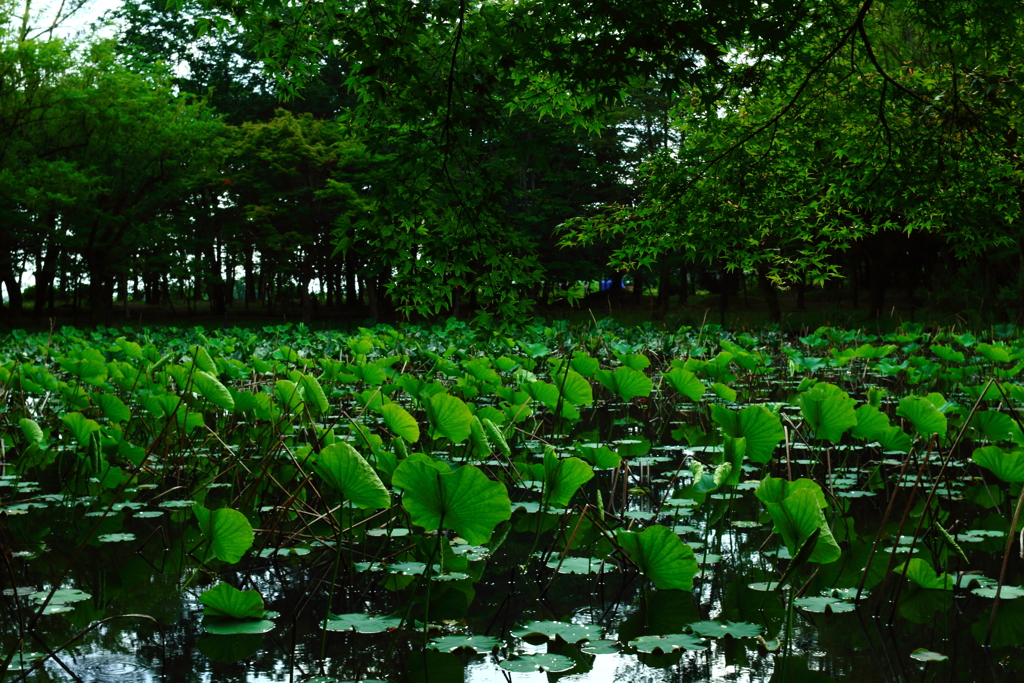 蓮池の風景