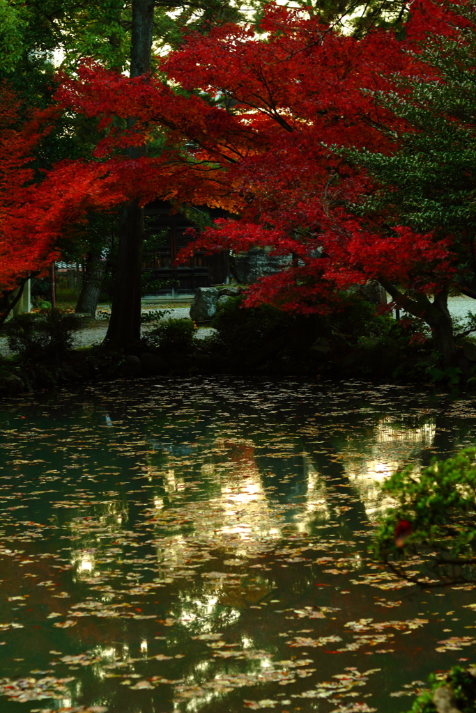 翠の湖面