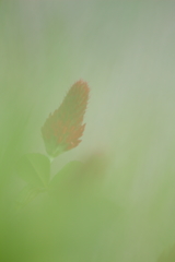 ストロベリー・キャンドル